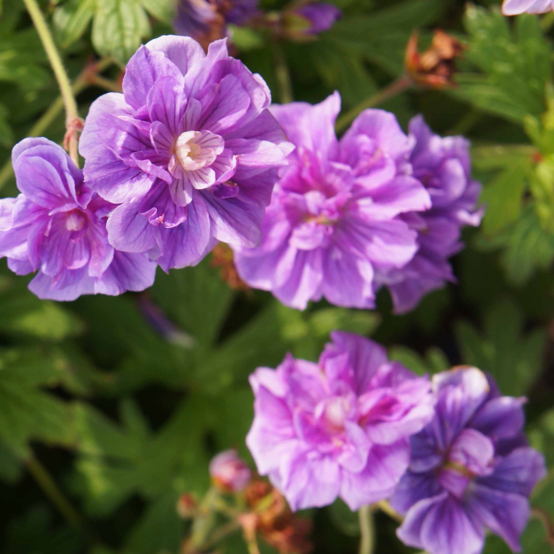 2 Géraniums vivaces à fleurs doubles bleue - Willemse