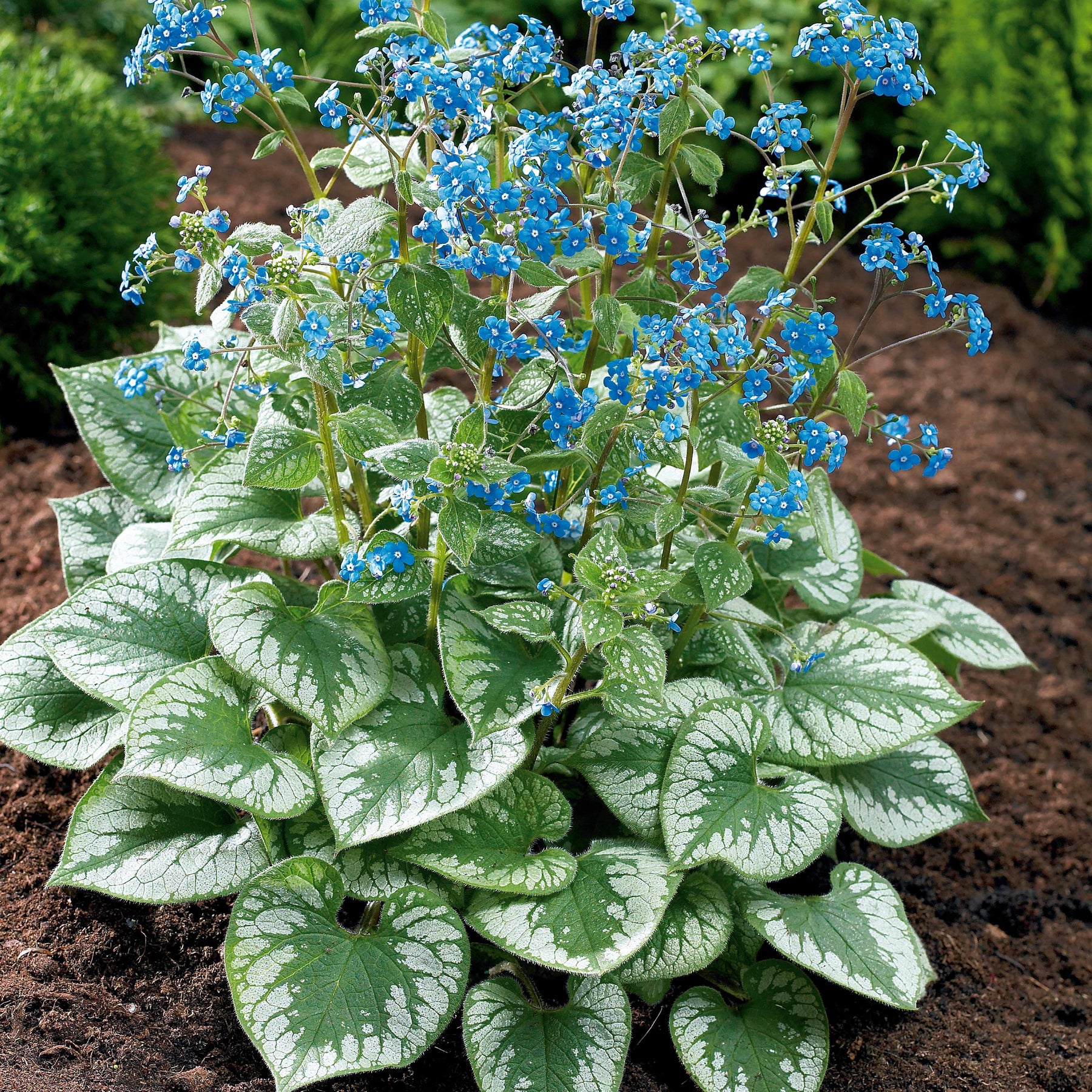 Myosotis - Myosotis du Caucase Emerald Mist ® - Brunnera macrophylla Emerald Mist ®