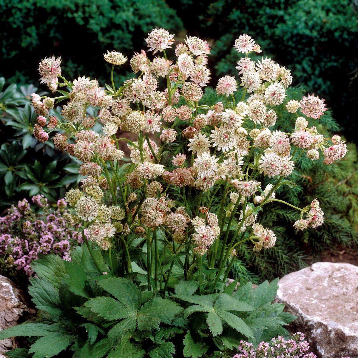 2 Astrances blanches - Astrantia major star of royals - Willemse