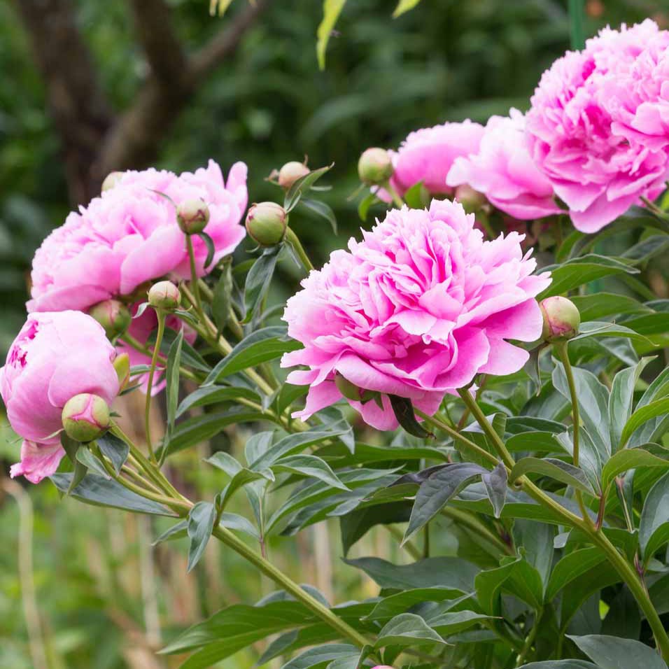 Pivoine rose - Willemse