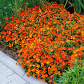 5 Mimulus Orange Glow - Willemse