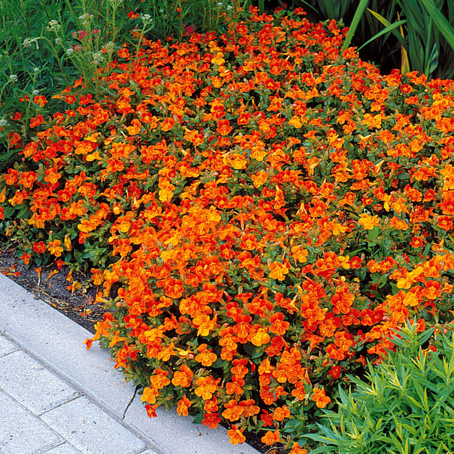 5 Mimulus Orange Glow - Willemse