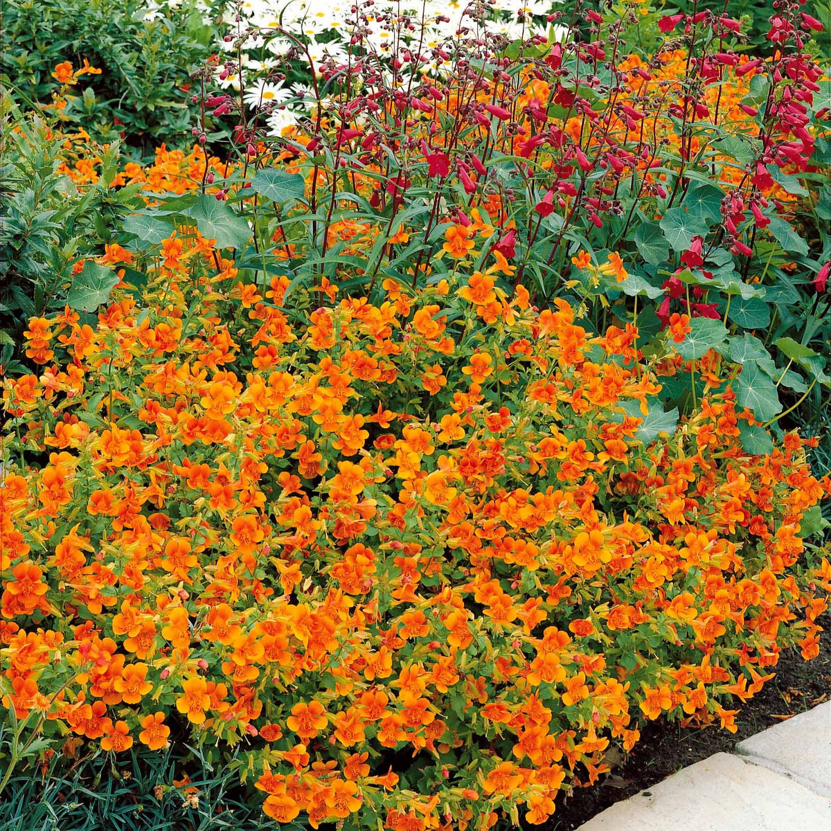 5 Mimulus Orange Glow - Mimulus orange glow - Willemse