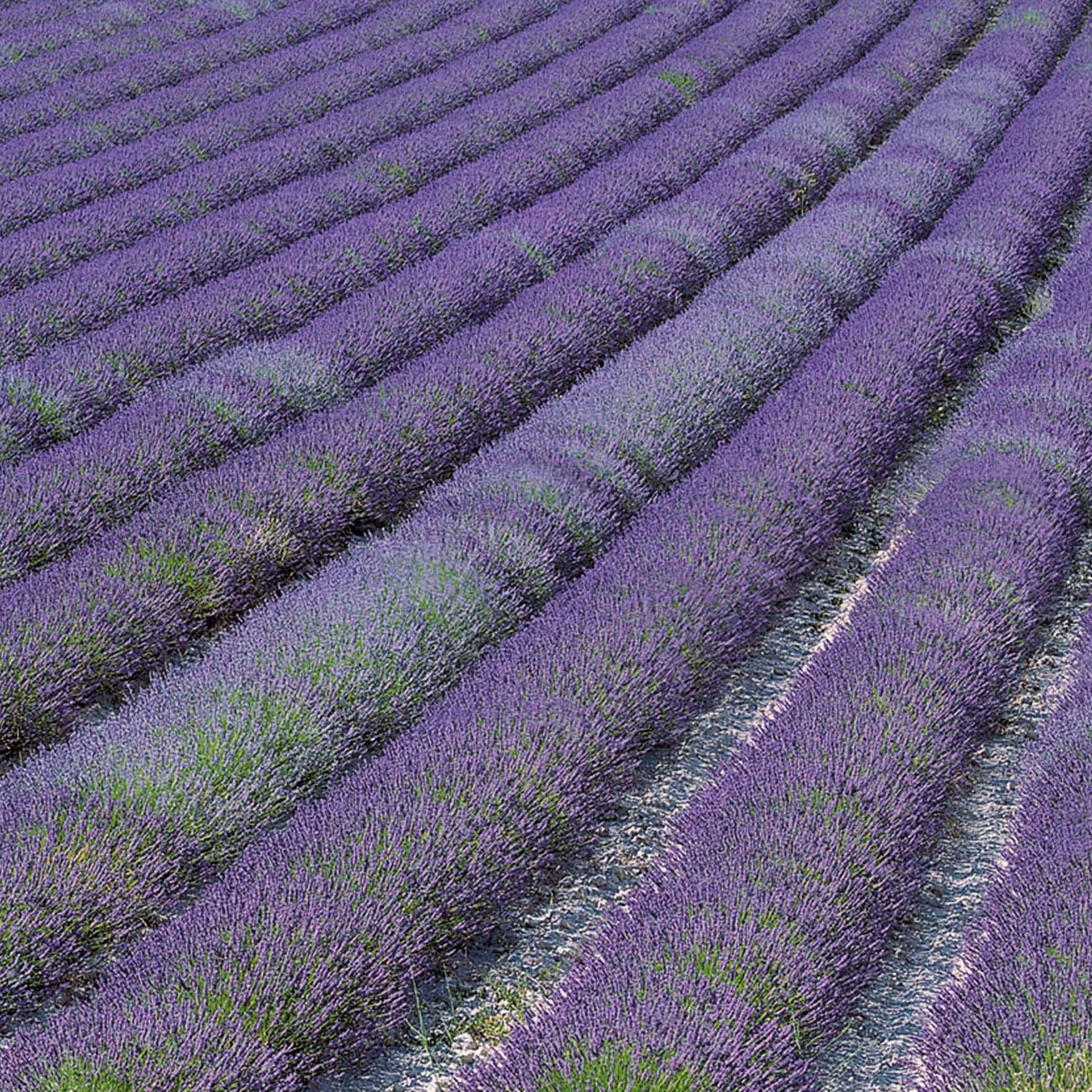Lavandula angustifolia Grosso - Lavande de Grasse - Lavandes