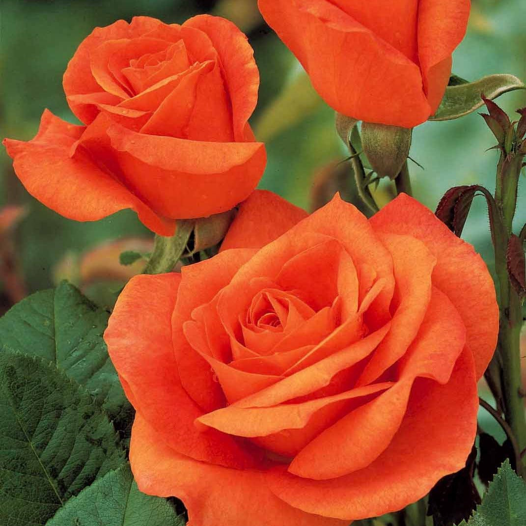 Rosier buisson Doris Tysterman - Willemse