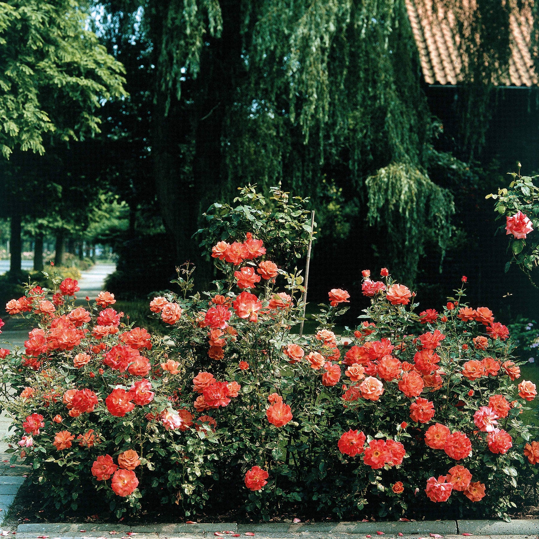 Rosa doris tysterman - Rosier buisson Doris Tysterman - Rosiers arbustifs