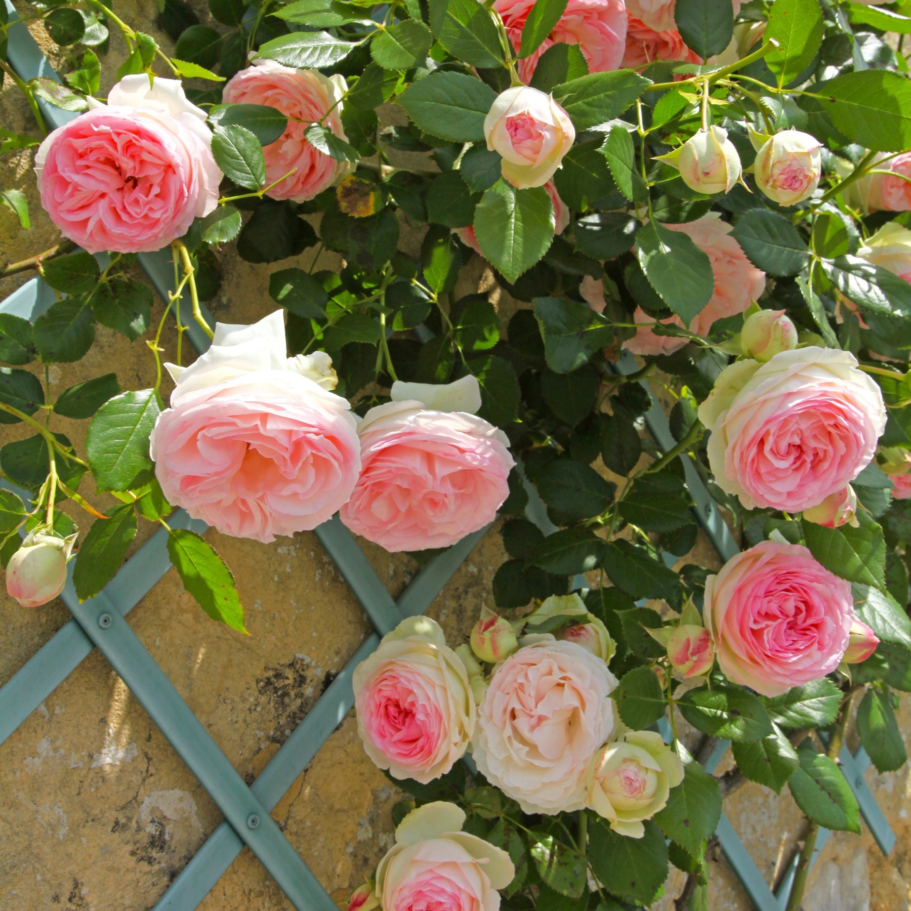 Collection de 3 Rosiers grimpants : Ronsard, Golden Gate, Santana - Rosa 'golden gate', 'santana', 'ronsard' - Willemse