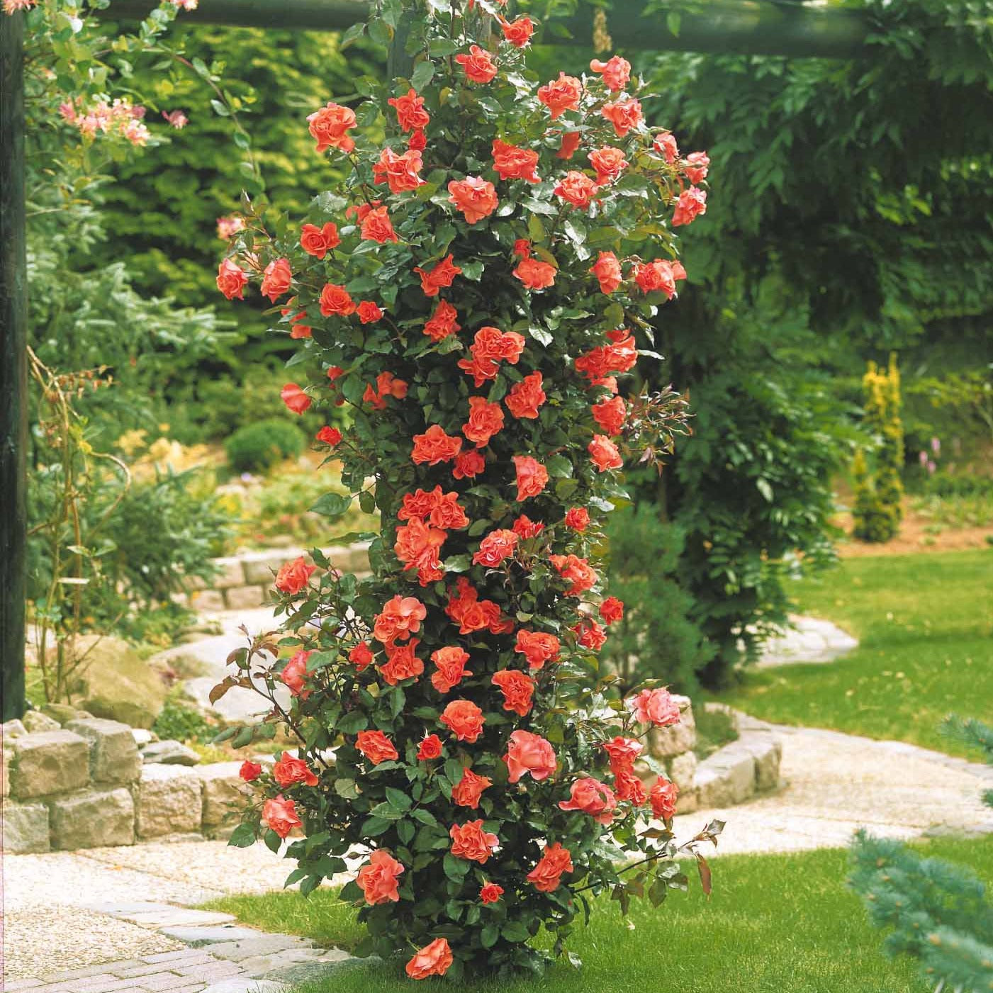 Rosa metanoia - Rosier grimpant Métanoïa - Rosiers grimpants