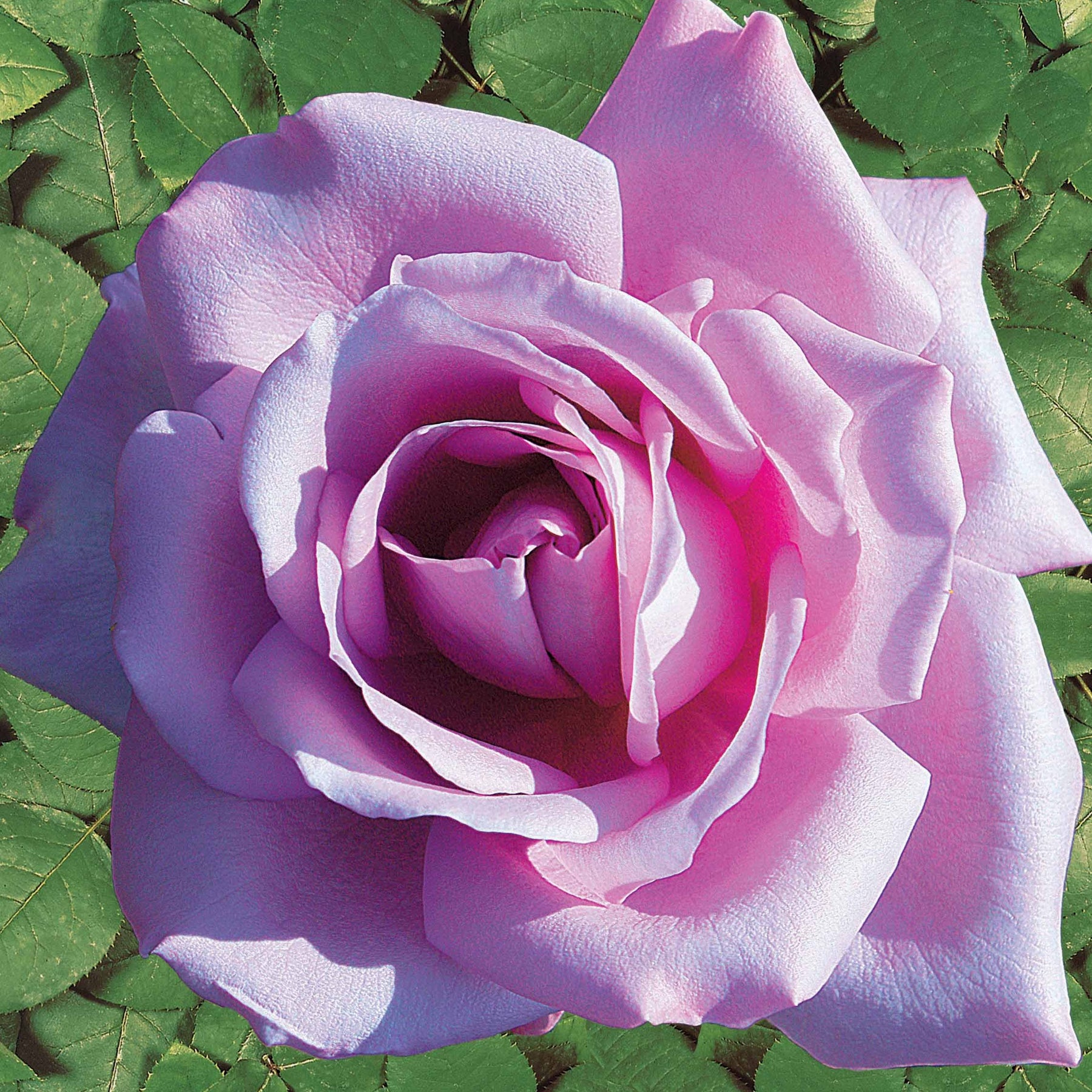 Rosa lune bleue (blue moon) - Rosier buisson Lune Bleue - Rosiers buisson