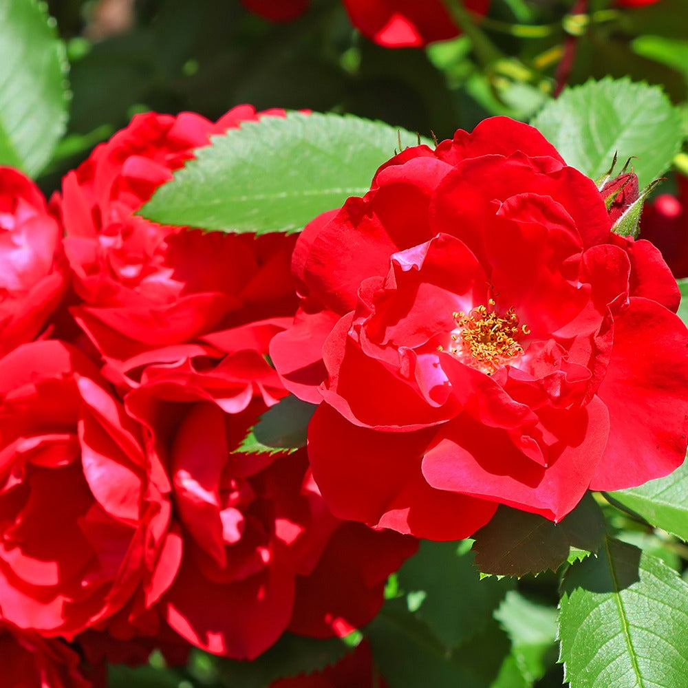 Rosier à massif rouge - Rosa polyantha - Willemse