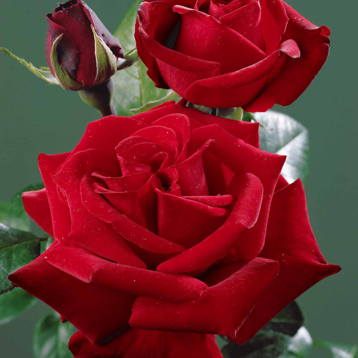 Rosier buisson rouge vif - Rosa - Willemse