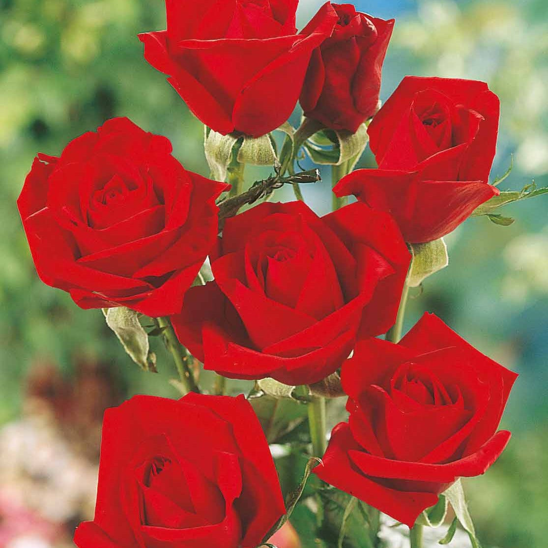 Rosa oklahoma - Rosier Oklahoma - Rosiers buisson