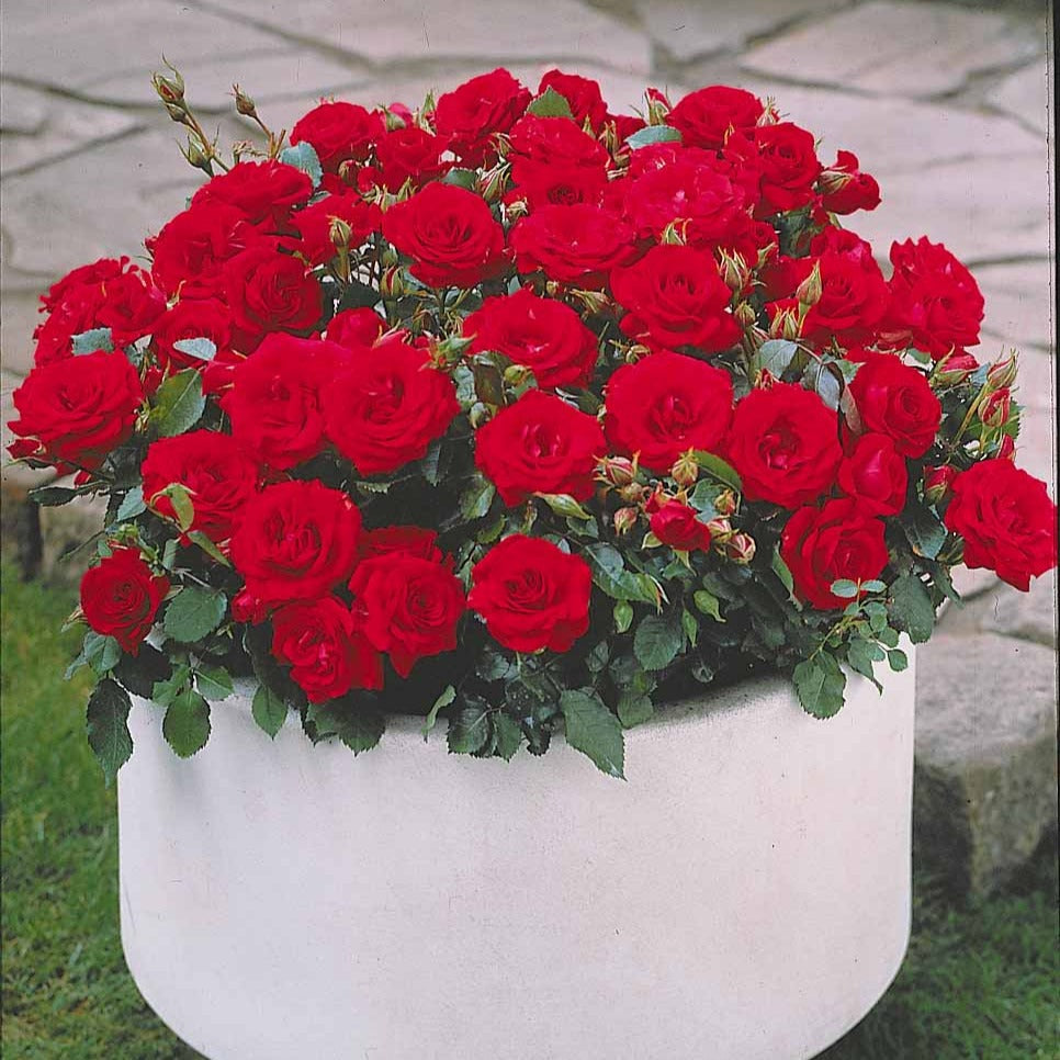 Rosa randilla - Collection de 3 mini-rosiers Randilla : rouge, jaune , rose - Rosiers nains