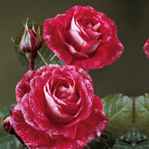 Rosier buisson Famosa - Willemse