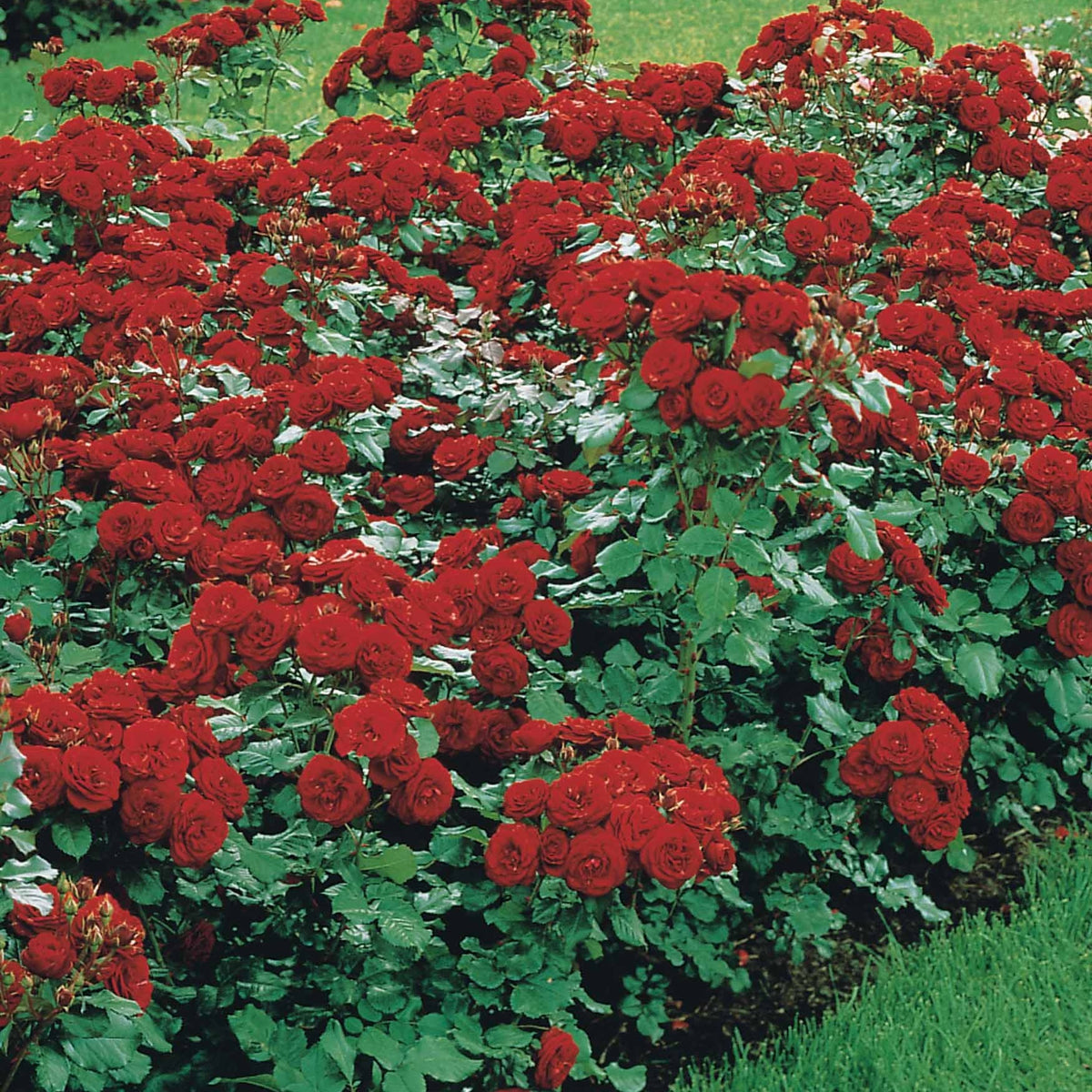 Rosier à massif Lilli Marleen - Rosa polyantha lilli marleen - Plantes