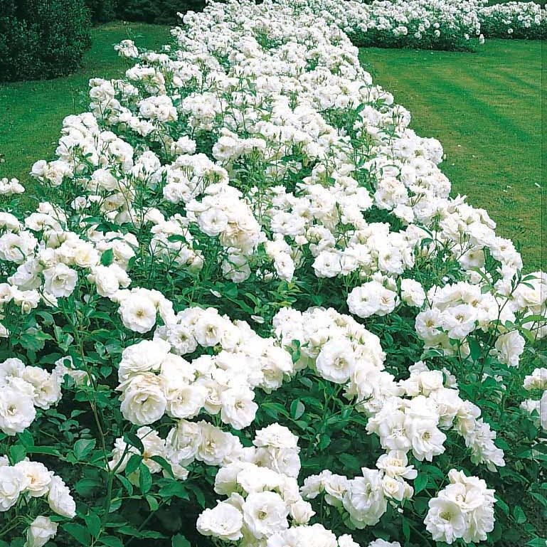 Rosier Princesse de Galles ® Hardinkum - Rosa floribunda princesse de galles ® hardinkum - Rosiers