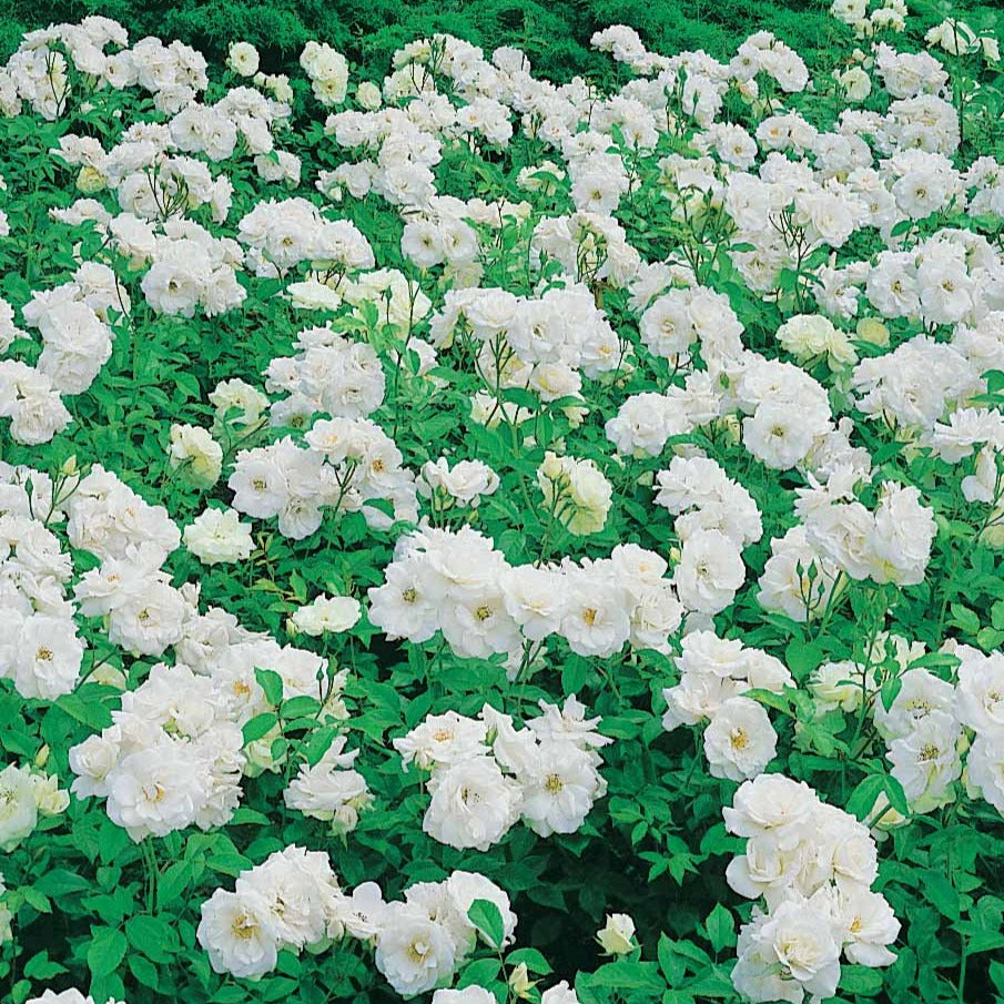 Rosa floribunda princesse de galles ® hardinkum - Rosier Princesse de Galles ® Hardinkum - Rosier couvre-sol