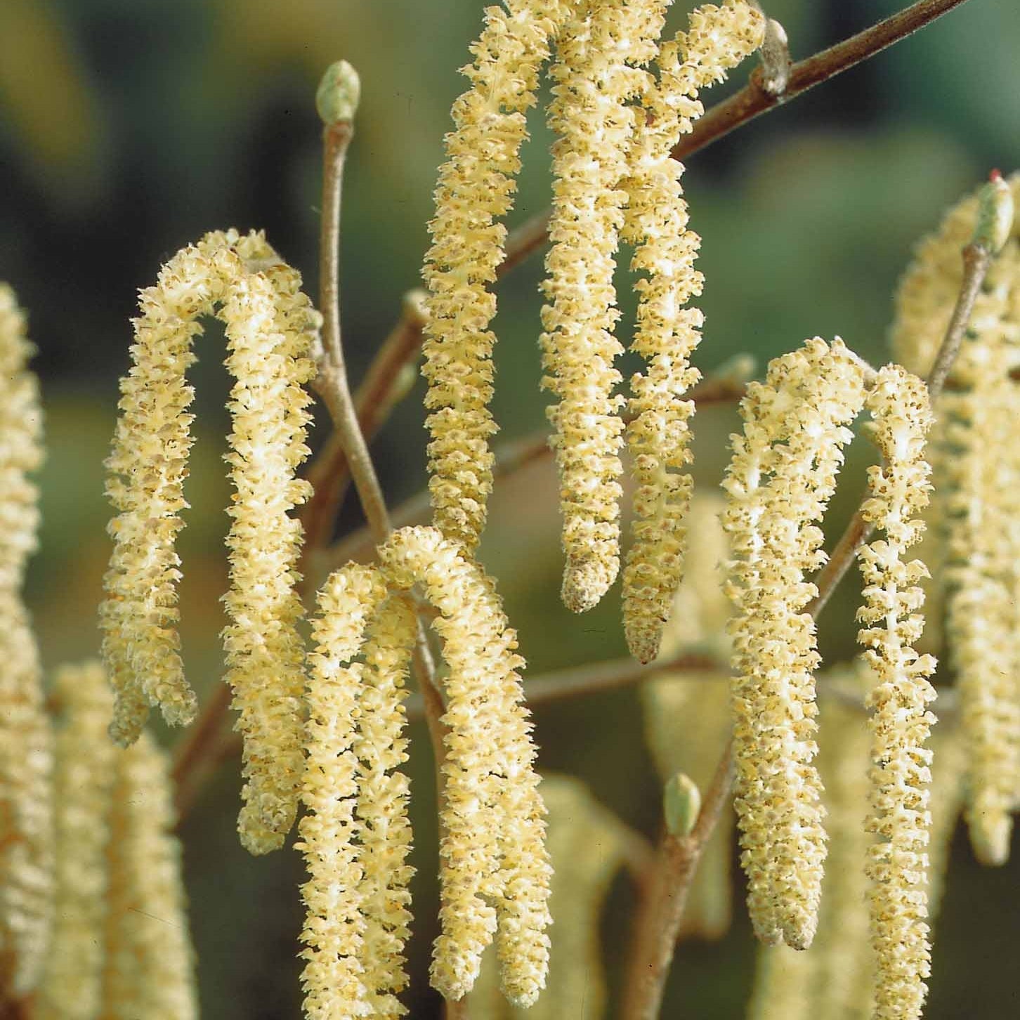 Vente Noisetier vert - Corylus avellana