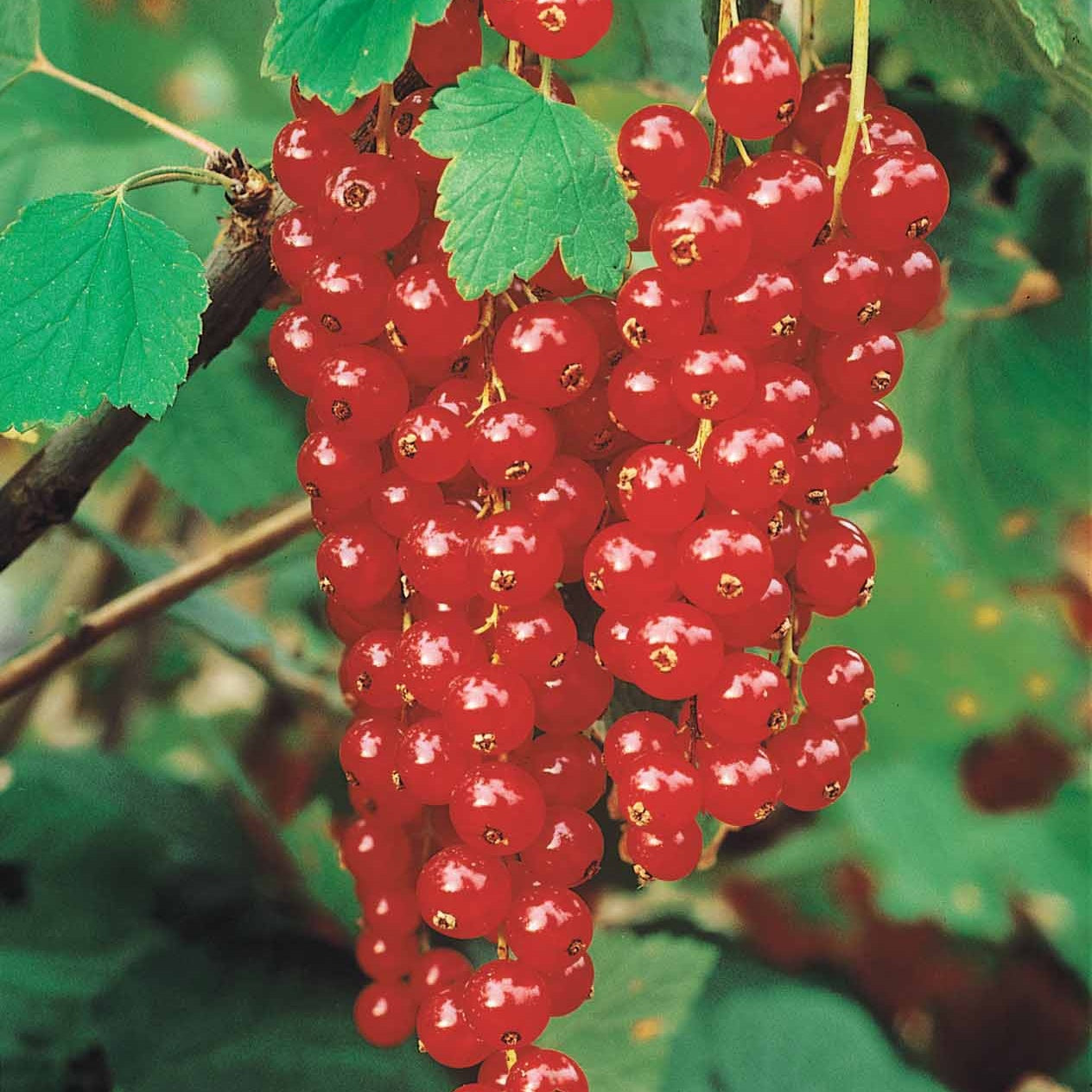 Ribes rubrum Rovada - Groseillier rouge Rovada - Groseillier