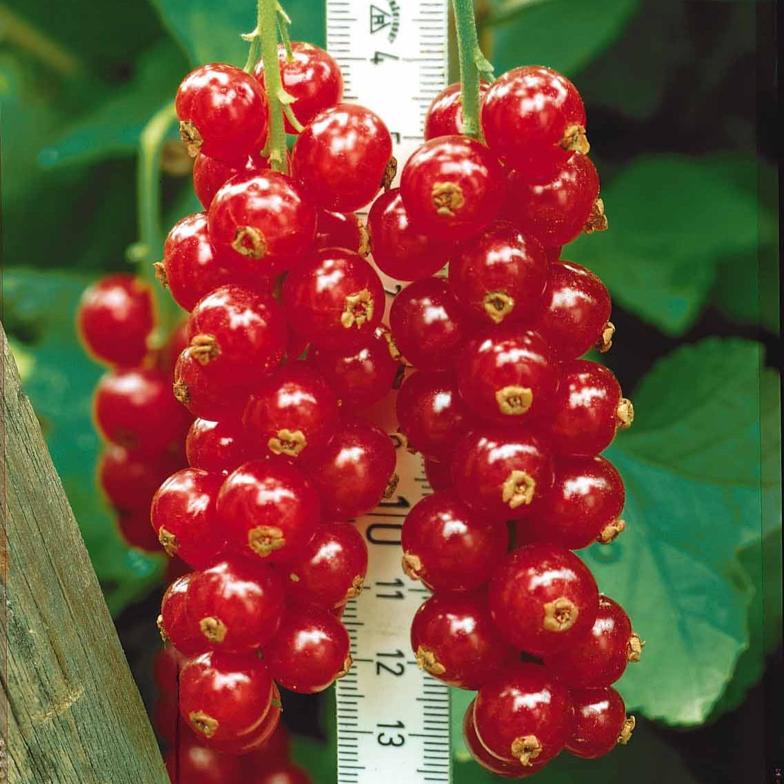 Groseillier - Groseillier rouge Rovada - Ribes rubrum Rovada