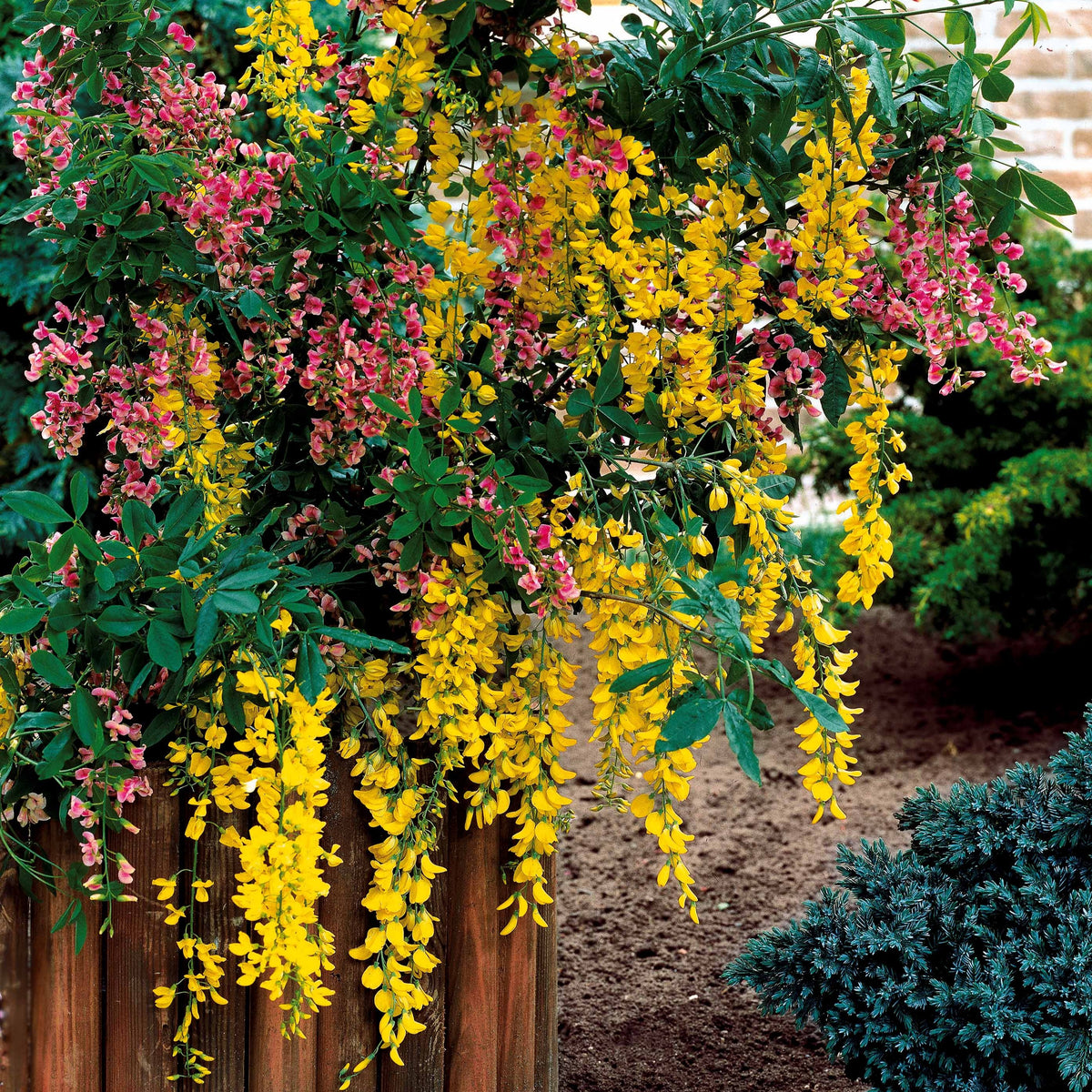 Cytise bicolore - Laburnocytisus adamii - Willemse
