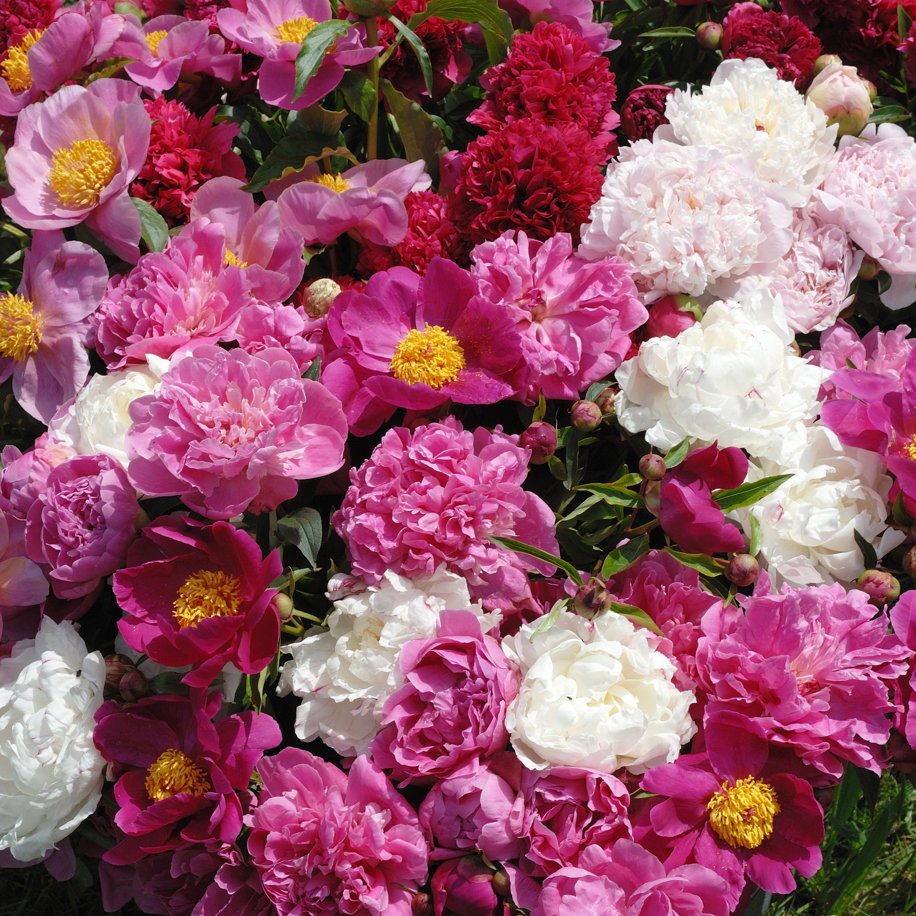 3 Pivoines parfumées rouge, rose, blanche en mélange - Willemse