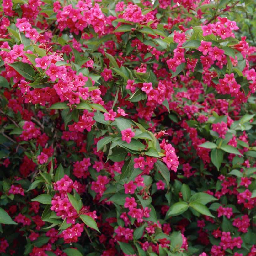 Weigelia Bristol Ruby - Weigela florida Bristol Ruby - Willemse