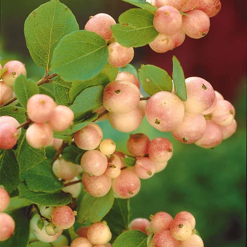 Symphorine Mother of Pearl - Symphoricarpos doorenbosii mother of pearl - Willemse