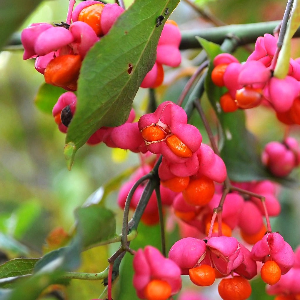 Fusain - Fusain d'Europe - Euonymus europaeus