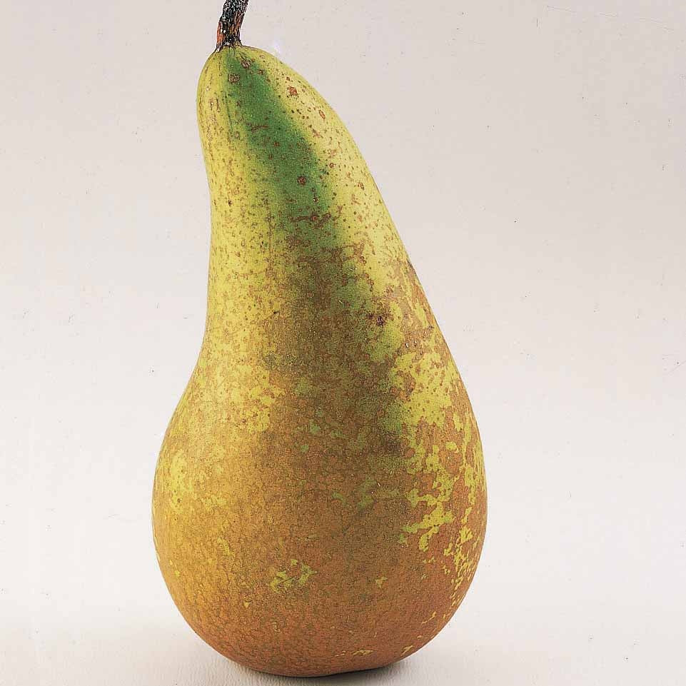 Vente Poirier Conférence - Pyrus communis Conférence