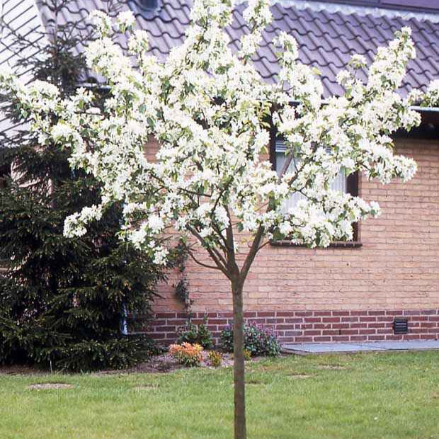 Poirier - Poirier Conférence - Pyrus communis Conférence