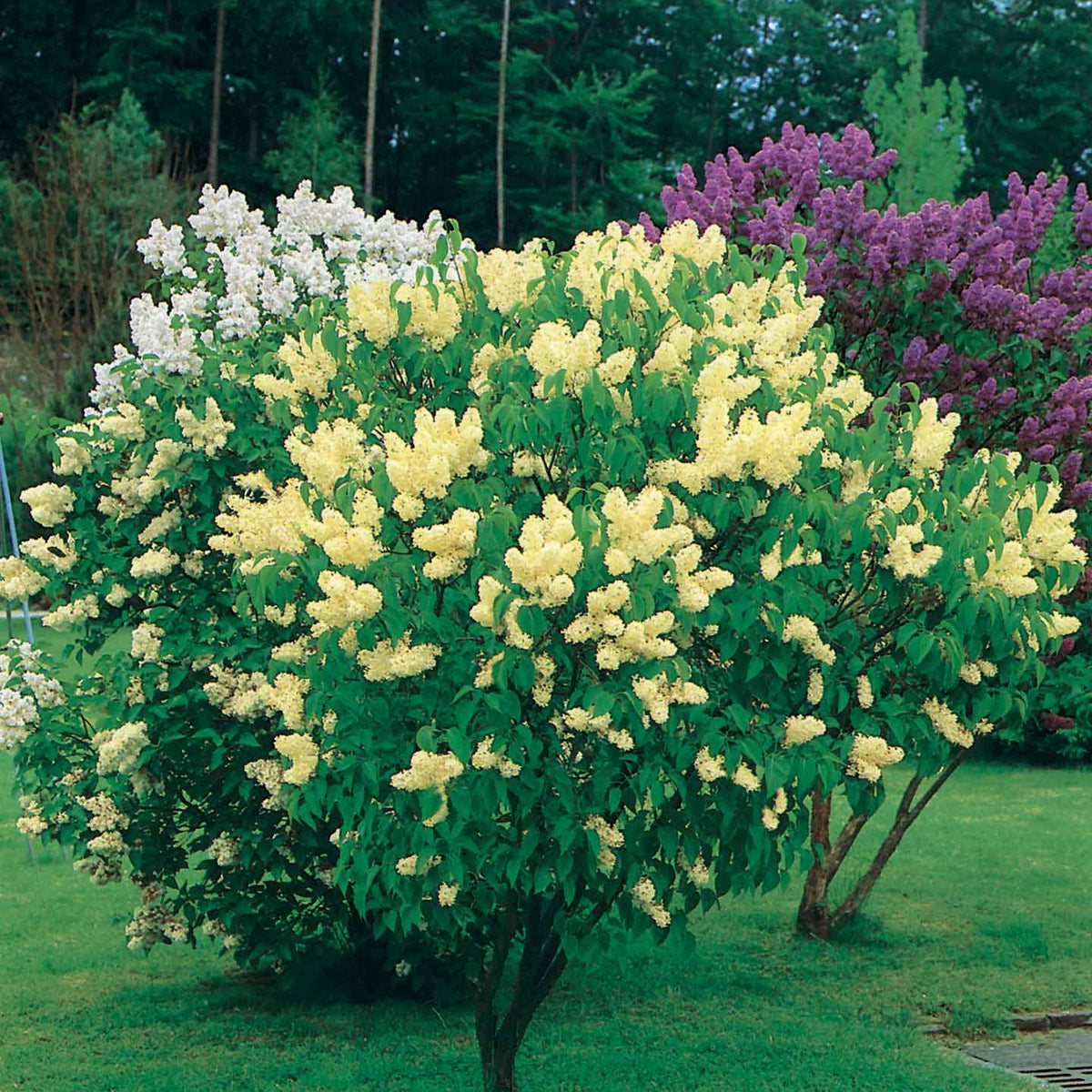 Lilas jaune - Syringa vulgaris primrose - Plantes