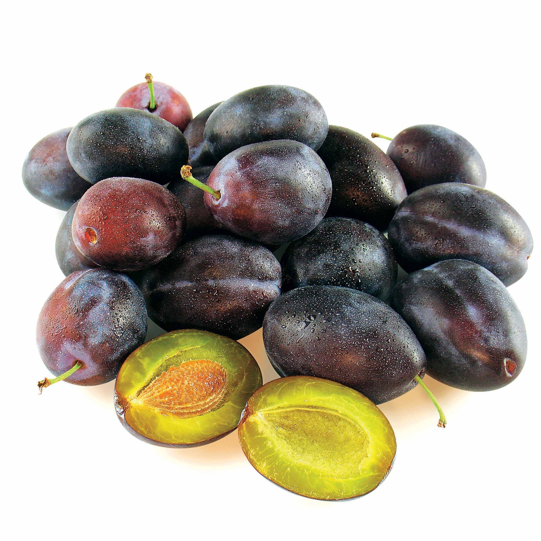 Prunier Quetsche d'Alsace - Prunus domestica Quetsche d'Alsace - Willemse