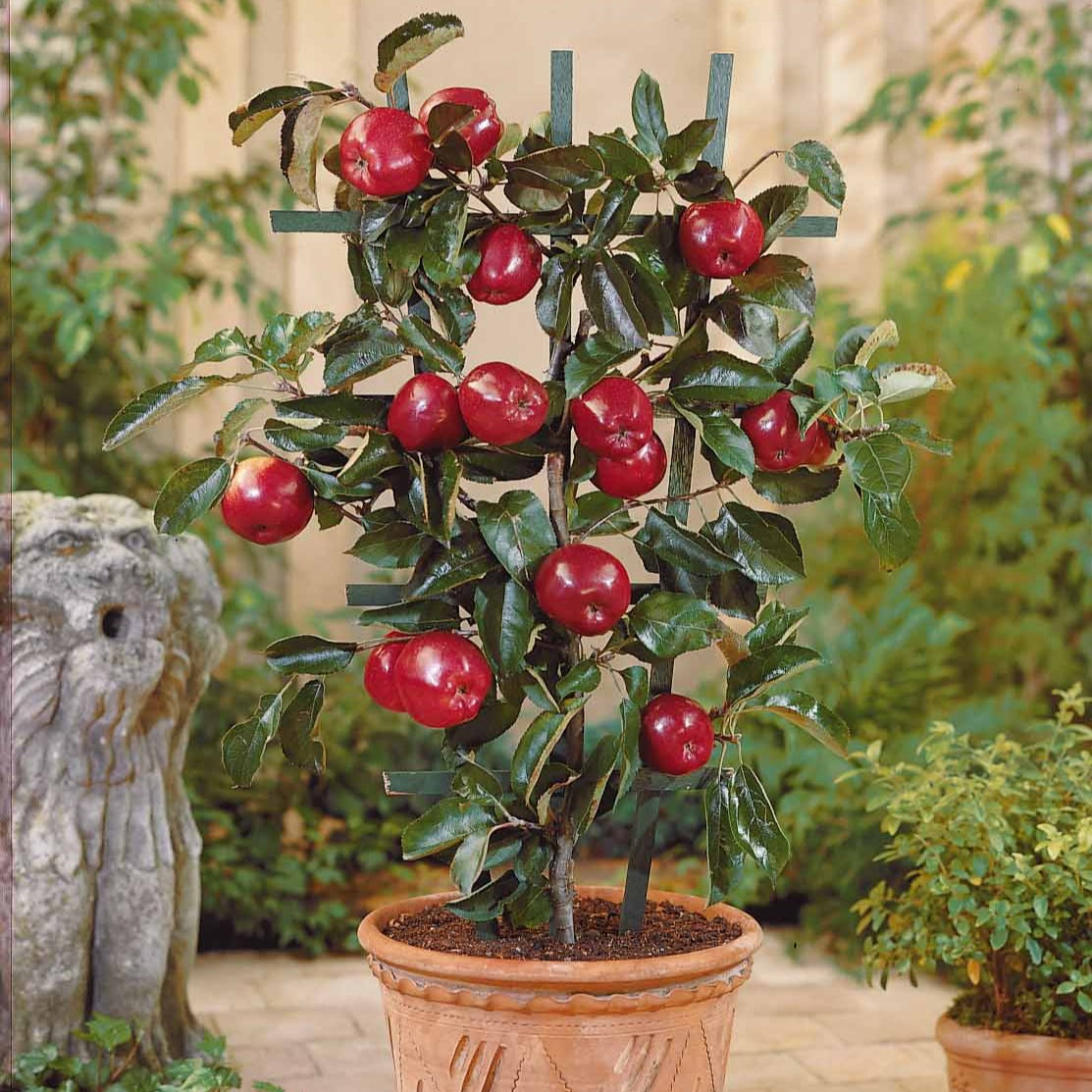 Mini-pommier Braeburn - Willemse