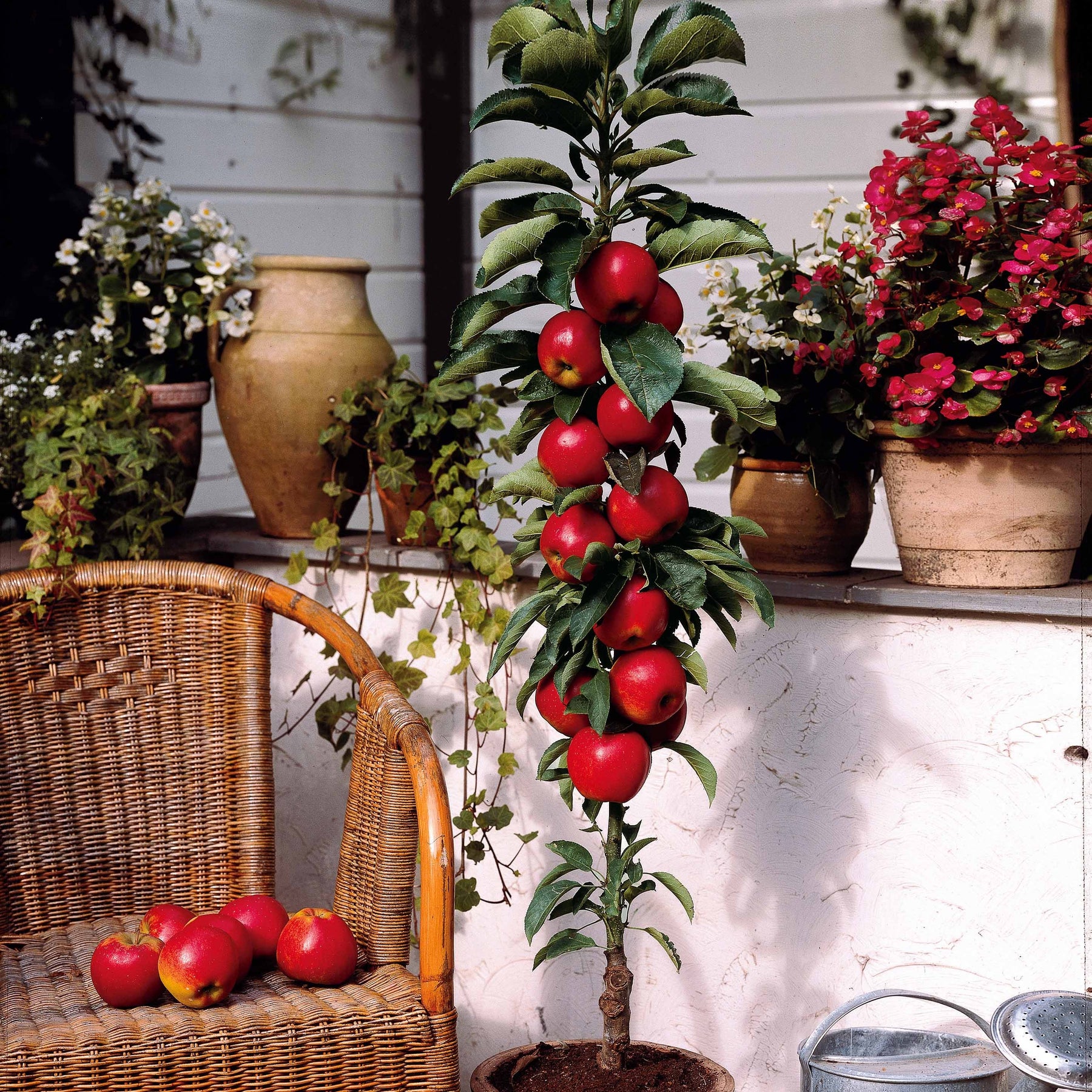 Malus domestica Braeburn - Mini-pommier Braeburn - Mini fruitier