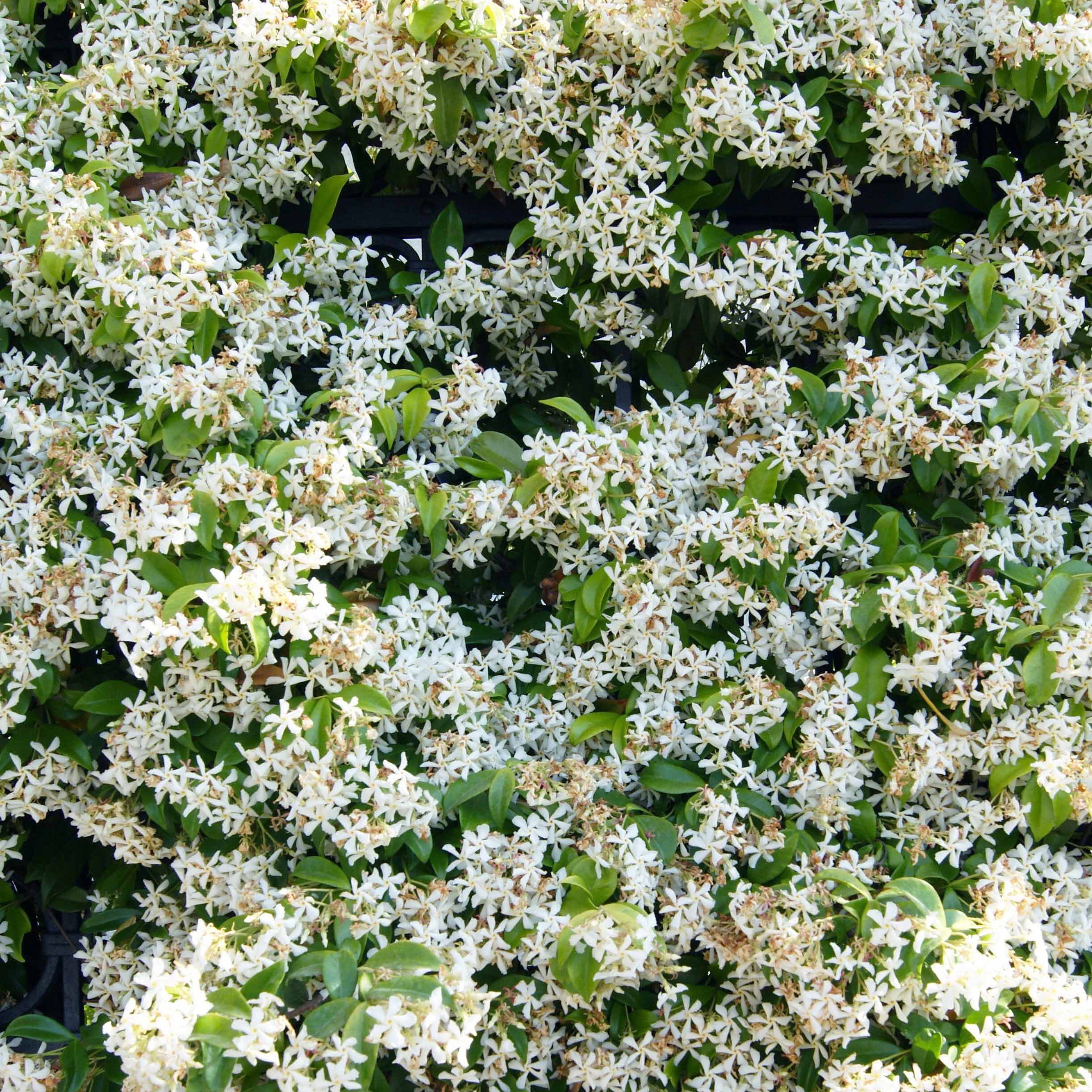 jasmin-toil