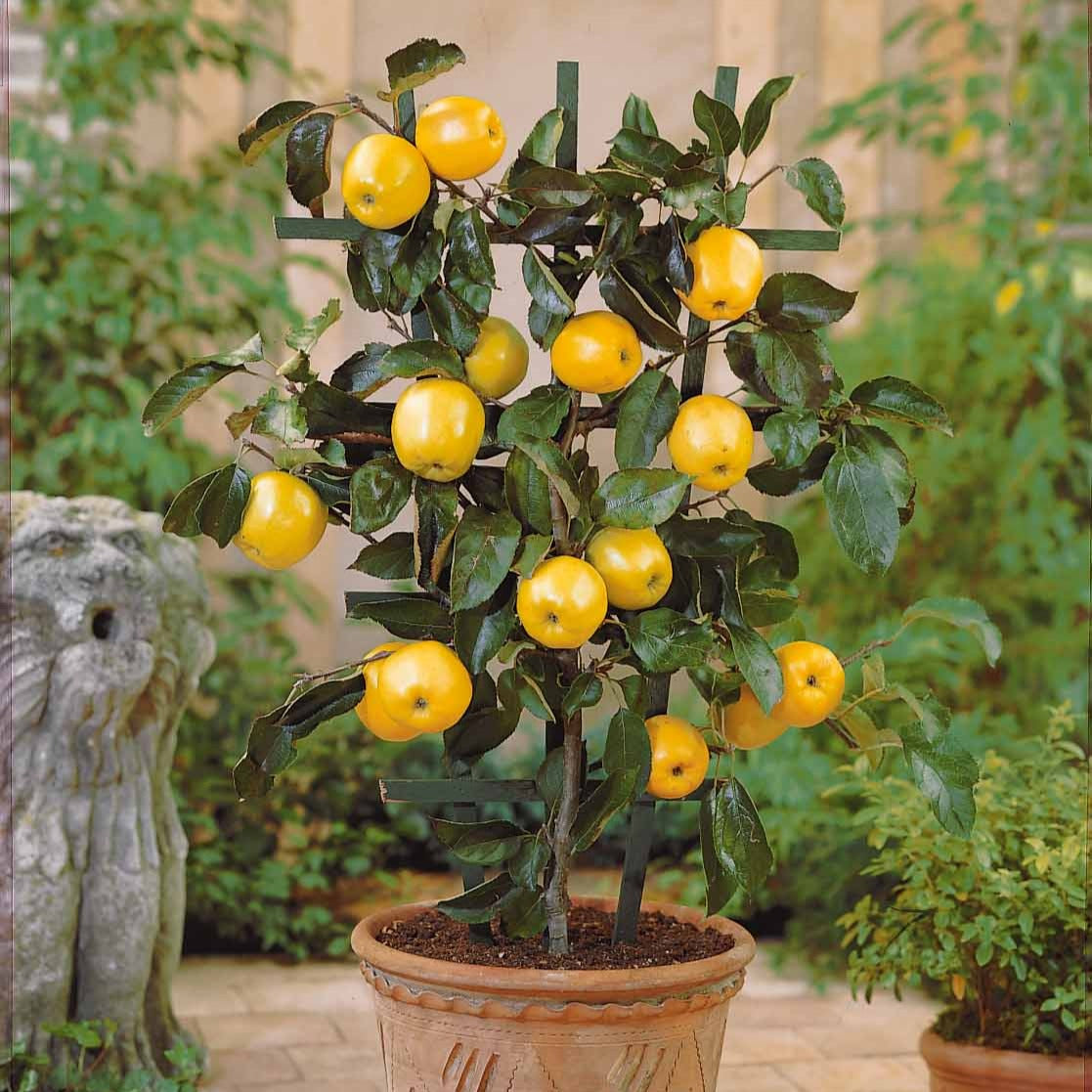 Mini-pommier Golden Delicious - Willemse