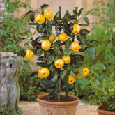 Mini-pommier Golden Delicious - Willemse