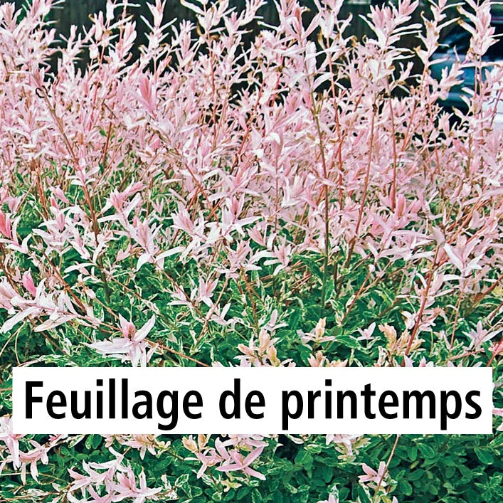 Vente Saule crevette sur tige