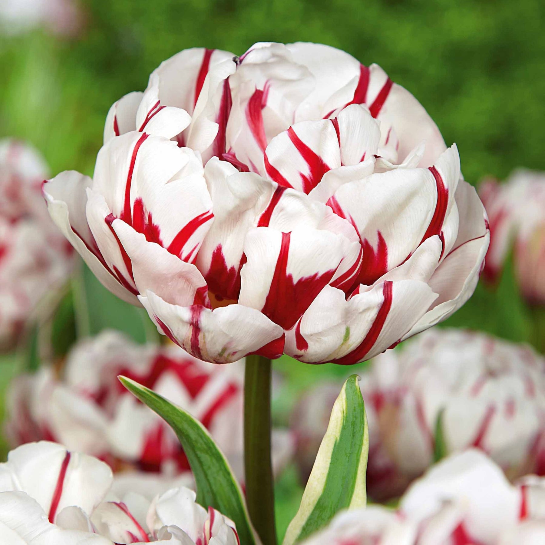 Tulipe - Collection de Tulipes à fleurs de pivoine - Tulipa 'Angelique', 'Exotic Emperor', 'Negrita Double'