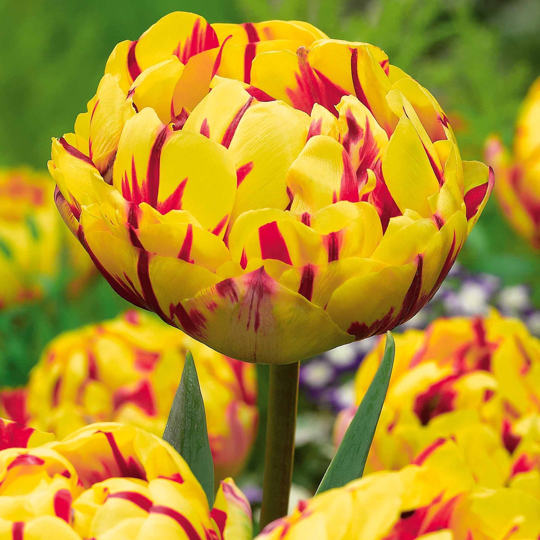 Vente Collection de Tulipes à fleurs de pivoine