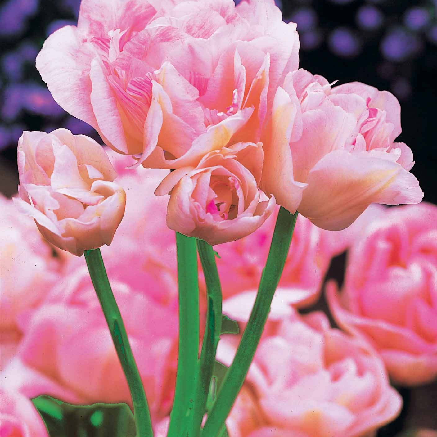 Collection de Tulipes à fleurs de pivoine - Tulipe - Willemse