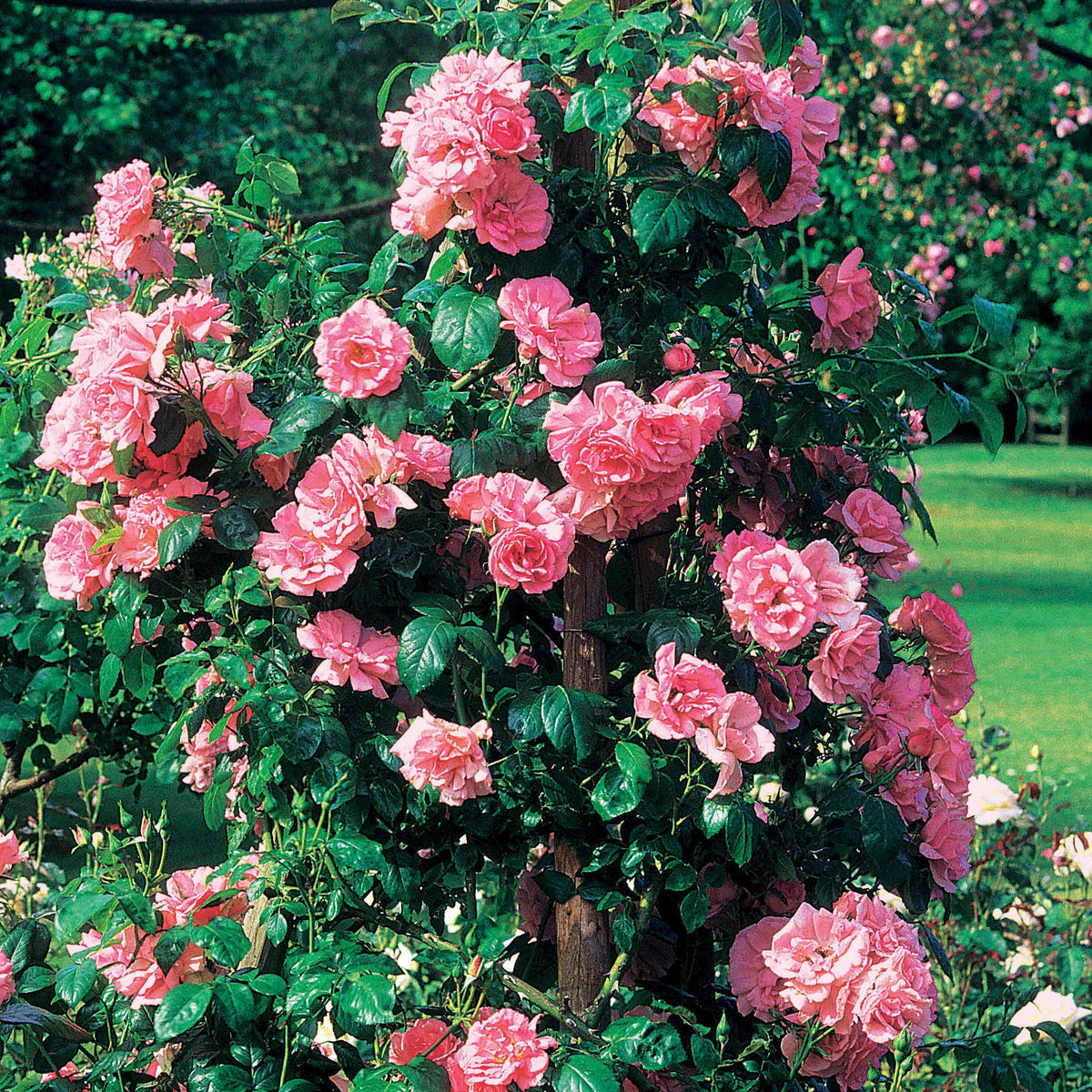 Rosier grimpant Jasmina Korcentex - Rosa jasmina korcentex - Willemse
