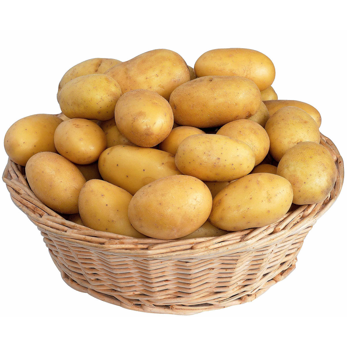 25 Pommes de terre Blanche Bio - Solanum tuberosum blanche (cn 991131) - Willemse
