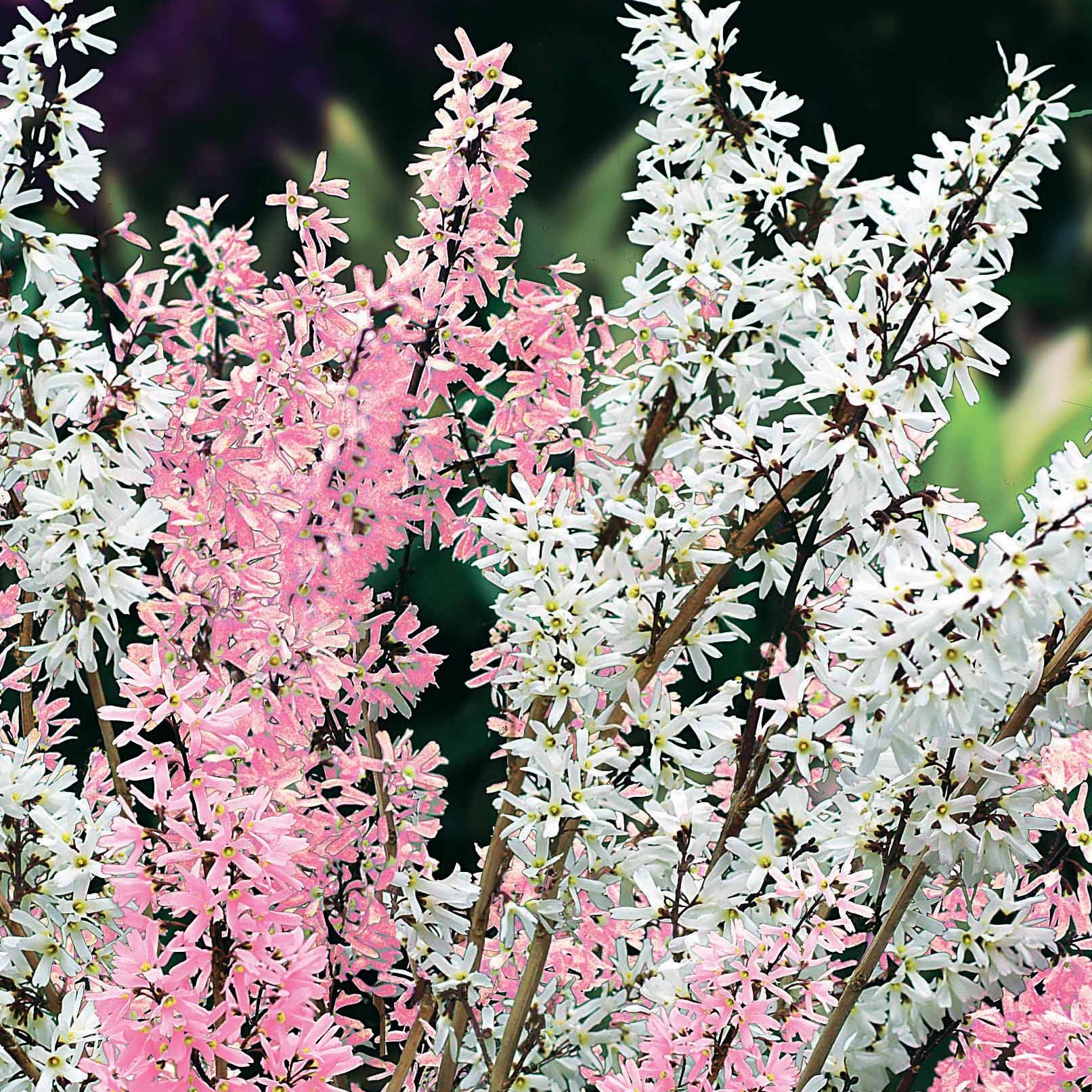 Abeliophyllum distichum - Forsythias blanc et rose - Forsythias