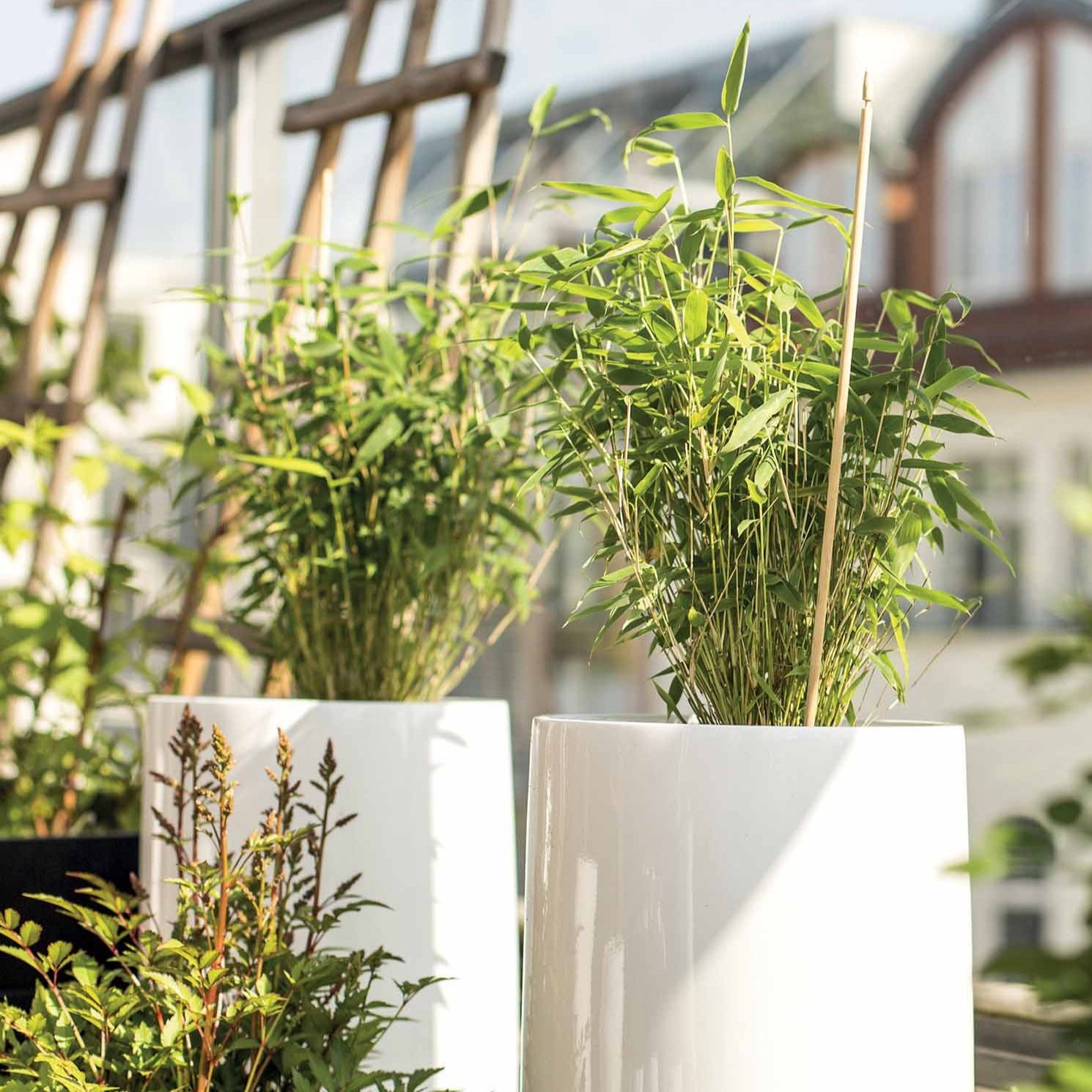 Bambous - Bambou vert non-traçant - Fargesia murielae