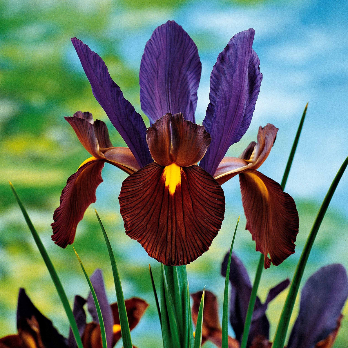10 Iris de Hollande Tiger Eyes - Iris hollandica Tiger Eyes - Willemse