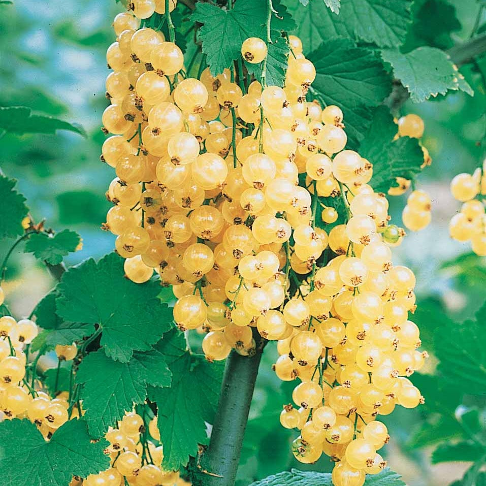 Groseillier blanc sur tige - Ribes rubrum - Plantes