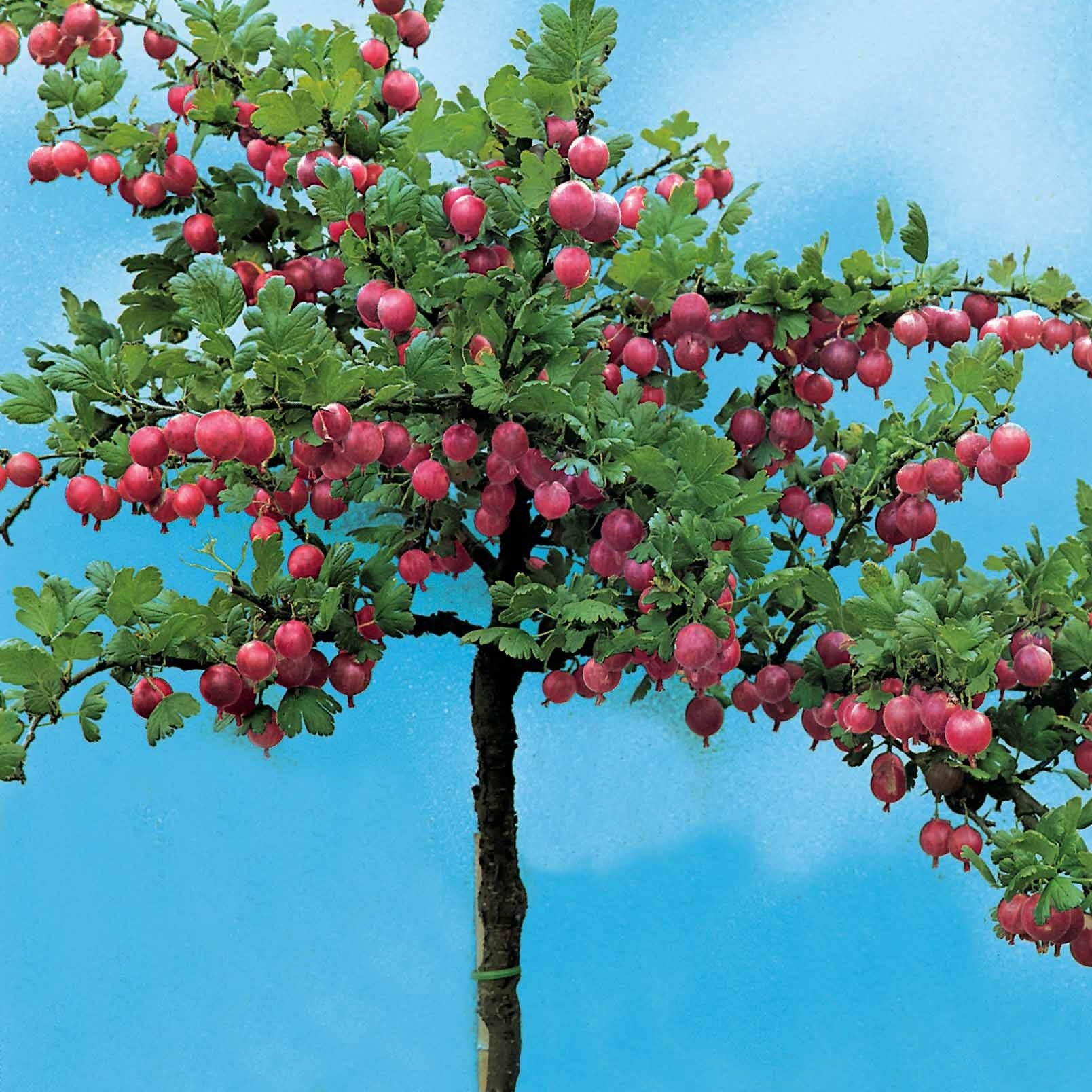 Ribes uva-crispa Hinnonmäki Röd - Groseillier à maquereau rouge sur tige - Groseillier à maquereau - Ribes uva-crispa