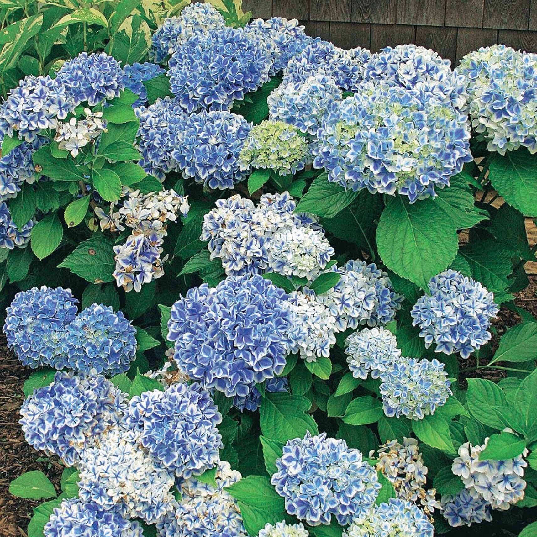Hortensia Peppermint - Hydrangea macrophylla peppermint - Willemse
